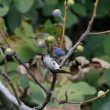 Léiothrix jaune et Fauvette à tête noire